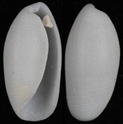 Atys cylindricum