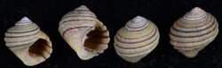 Littorina nigrolineata