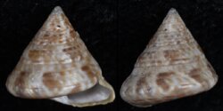 Calliostoma laugieri