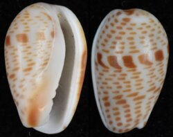 Persicula imbricata