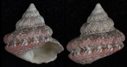 Gibbula fanulum