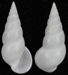 Rissoina gigantea