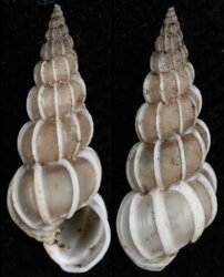 Gyroscala lamellosa