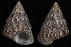 Jujubinus striatus