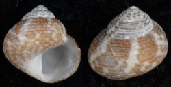 Gibbula turbinoides