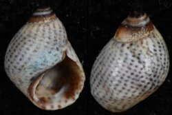 Littorina aspera
