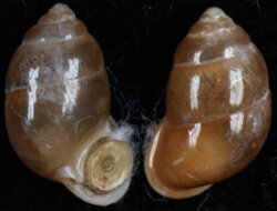 Pupina aureola