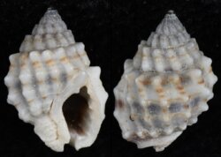 Nassarius crenoliratus