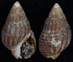Nassarius gayi