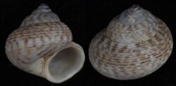 Cyclophorus philippinarum