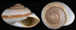 Ryssota ovum
