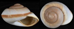 Ryssota ovum