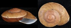Lamarckiella stolephora lamarckiana