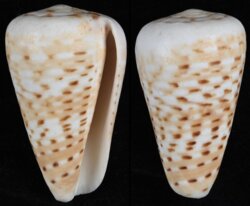 Dendroconus medoci