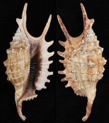 Ophioglossolambis digitata