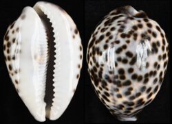 Cypraea tigris tigris