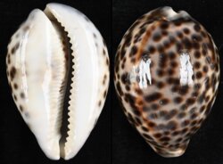 Cypraea tigris tigris