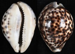 Cypraea tigris tigris