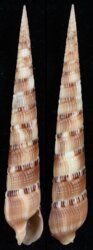 Terebra pertusa