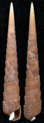 Terebra fenestrata