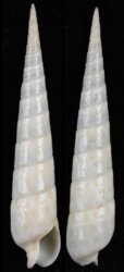 Terebra argus