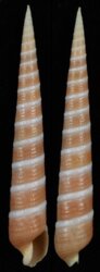 Terebra amanda