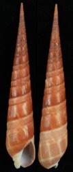 Oxymeris dimidiata