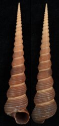 Turritella terebra