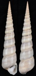 Turritella duplicata
