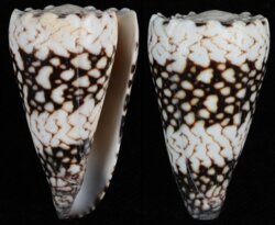Conus vidua
