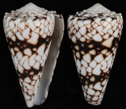Conus vidua