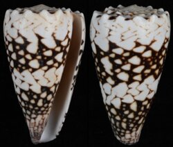 Conus vidua