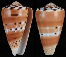 Pionoconus barthelemyi