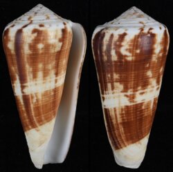 Pionoconus consors