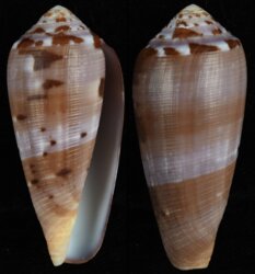 Pionoconus circumcisus