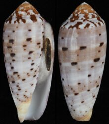 Pionoconus circumcisus