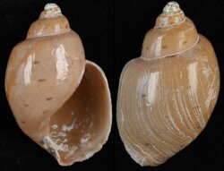 Ampulla priamus