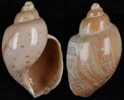 Ampulla priamus