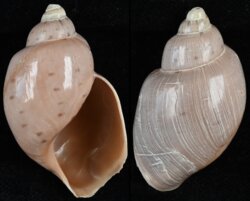 Ampulla priamus