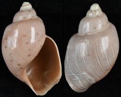 Ampulla priamus
