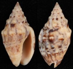 Enaeta cumingii