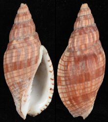 Lyria cloveriana