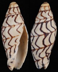 Volutoconus bednalli