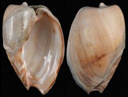 Cymbium olla