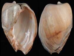 Cymbium olla