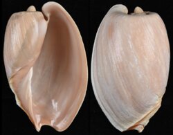Cymbium olla