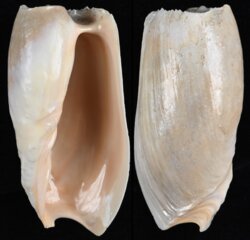 Cymbium cymbium
