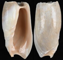 Cymbium cymbium