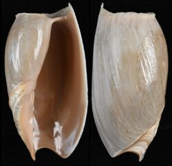 Cymbium cymbium