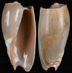 Cymbium cymbium